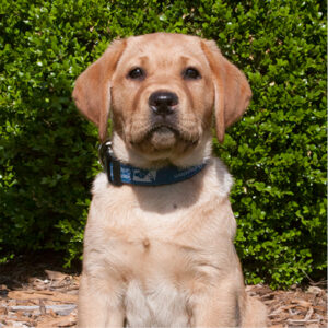 Sully sits outside with her blue collar that says 'Guide Dogs for the Blind.' This photo is from when she was a puppy.