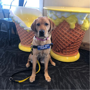 Sully stands in her harness at an ice cream shop.