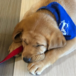 Puppy Sully sleeps on the floor, exhausted.