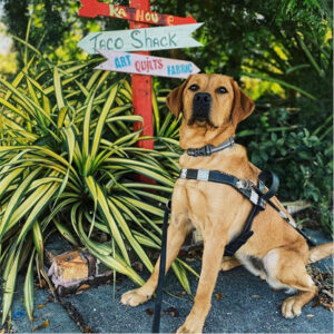 Sully stands outside in front of a sign that says 'Taco Shack'