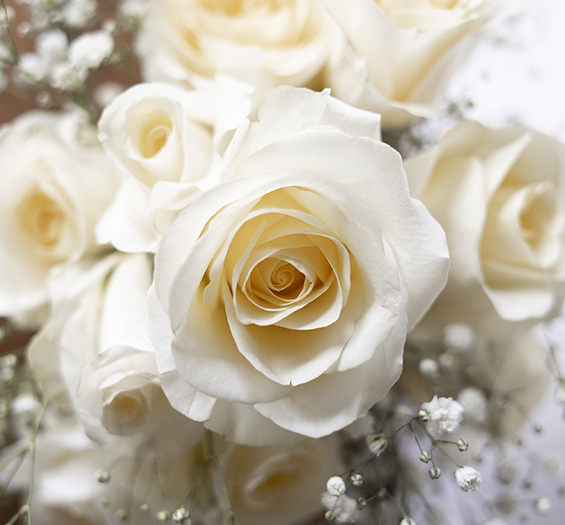 Close up photo of a bunch of white roses and baby's breath